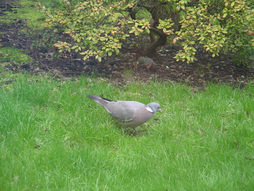 Columba palumbus - Colombaccio